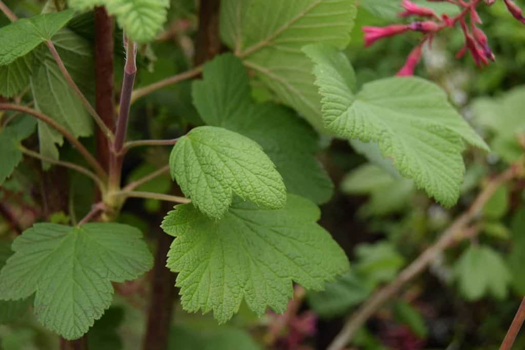 Ribes sanguineum 'King Edward VII' 40-60 cm